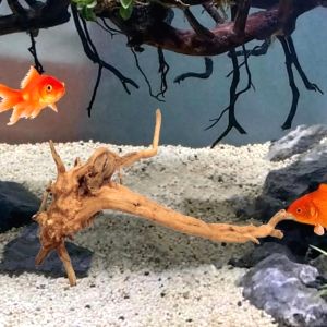Decor Bois Pour Aquarium 5