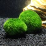 Decoration Aquarium Boule 4