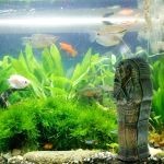 Decoration Aquarium Egypte 7