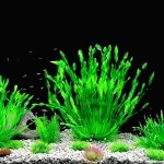 Decoration Aquarium Plante Artificielle